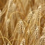 La NASA atrapó a Rusia robando trigo ucraniano por valor de 30 mil millones